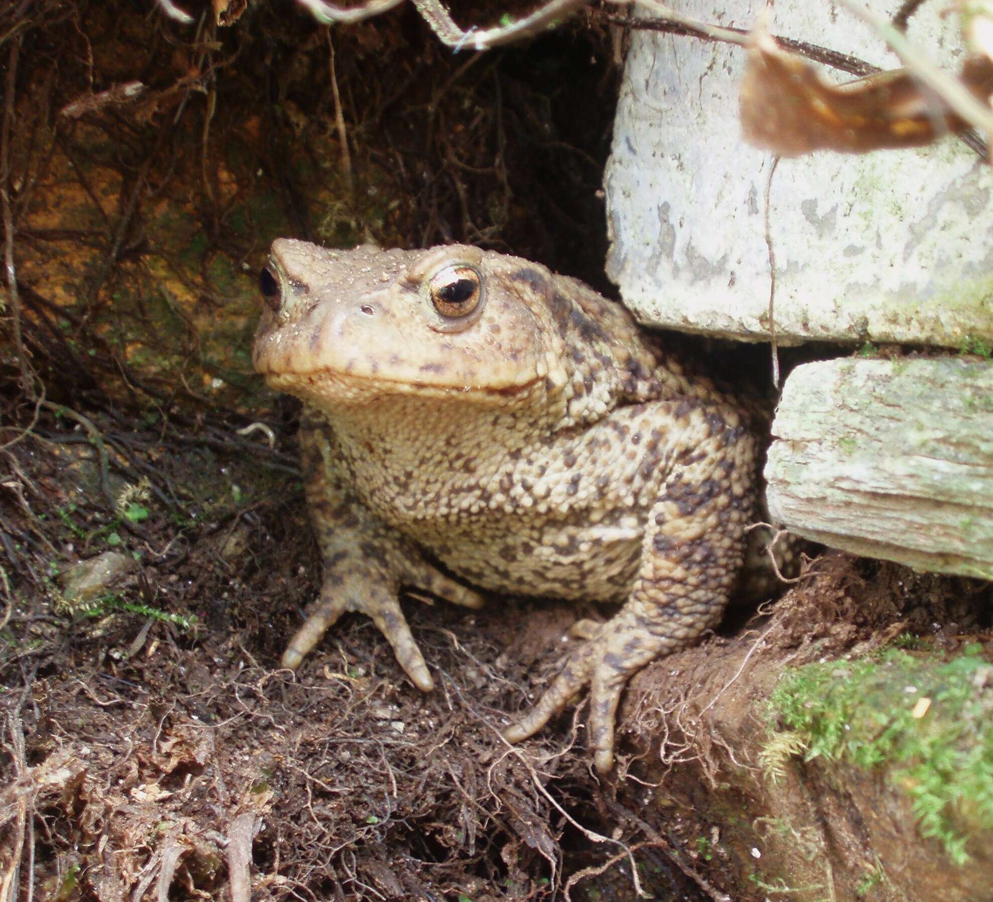 Image of Common Toad