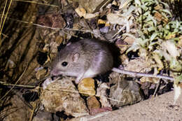 Image of Desert Pocket Mouse