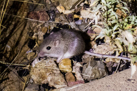 Image of Desert Pocket Mouse