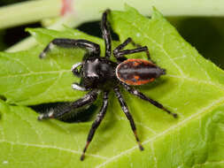 Image of Jumping Spiders