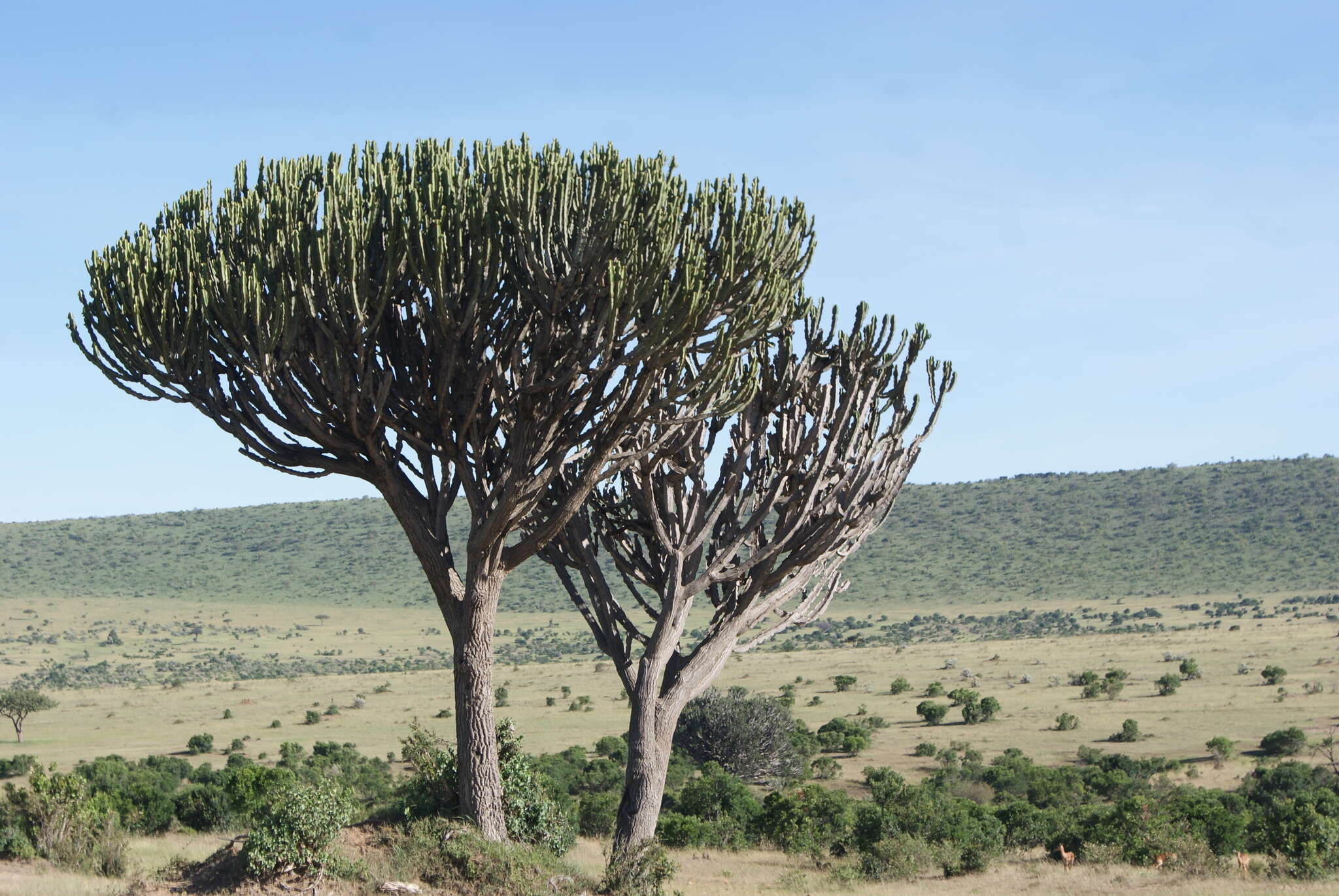 Image of Candelabra tree