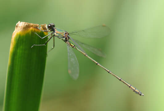 Image of Chalcolestes Kennedy 1920