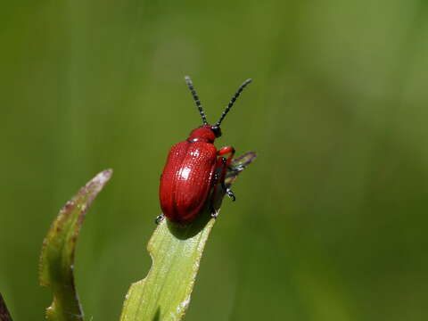 Image of <i>Lilioceris schneideri</i>