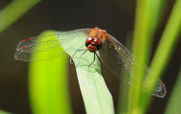 Image of Ruddy Darter