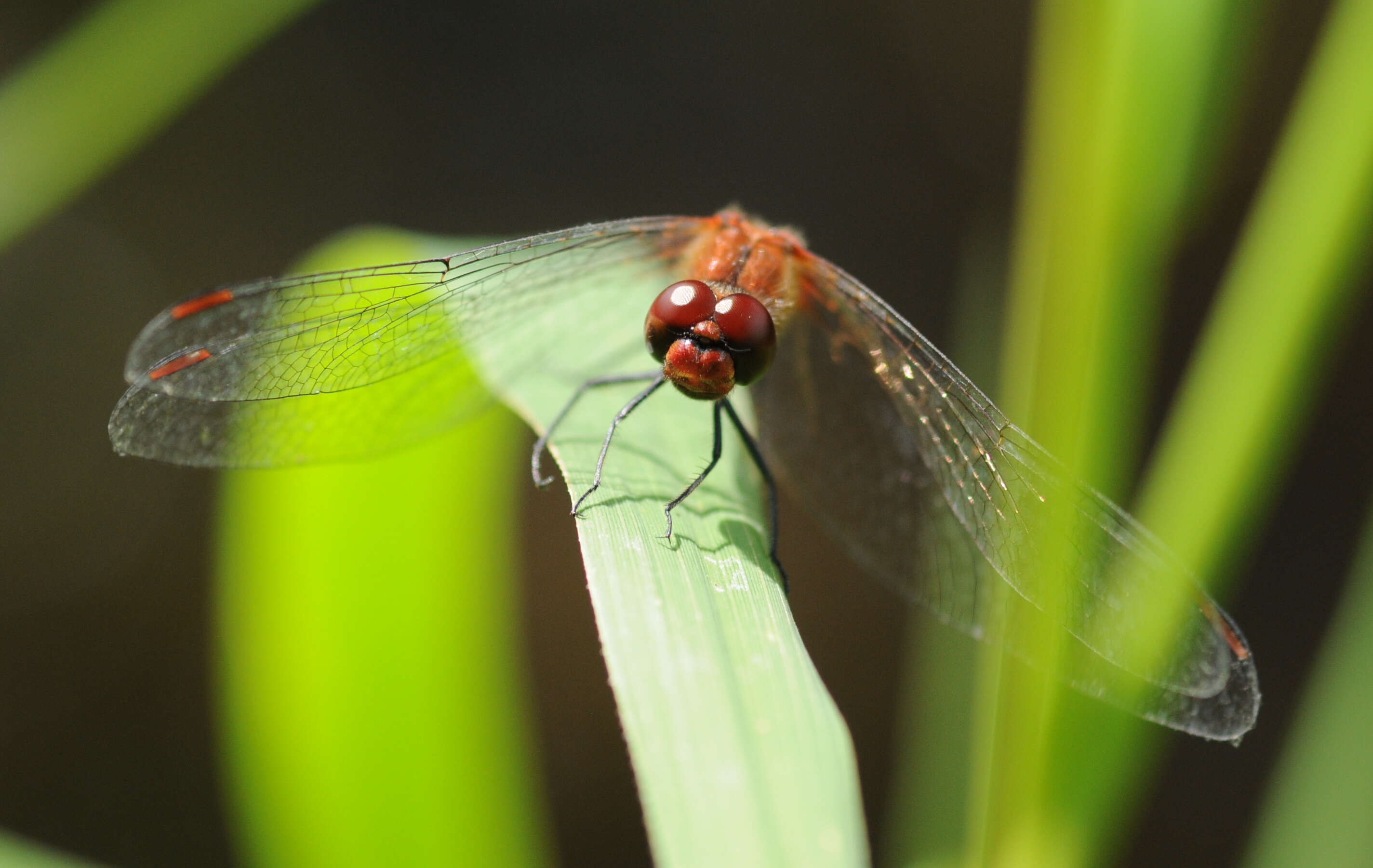 Image of Ruddy Darter