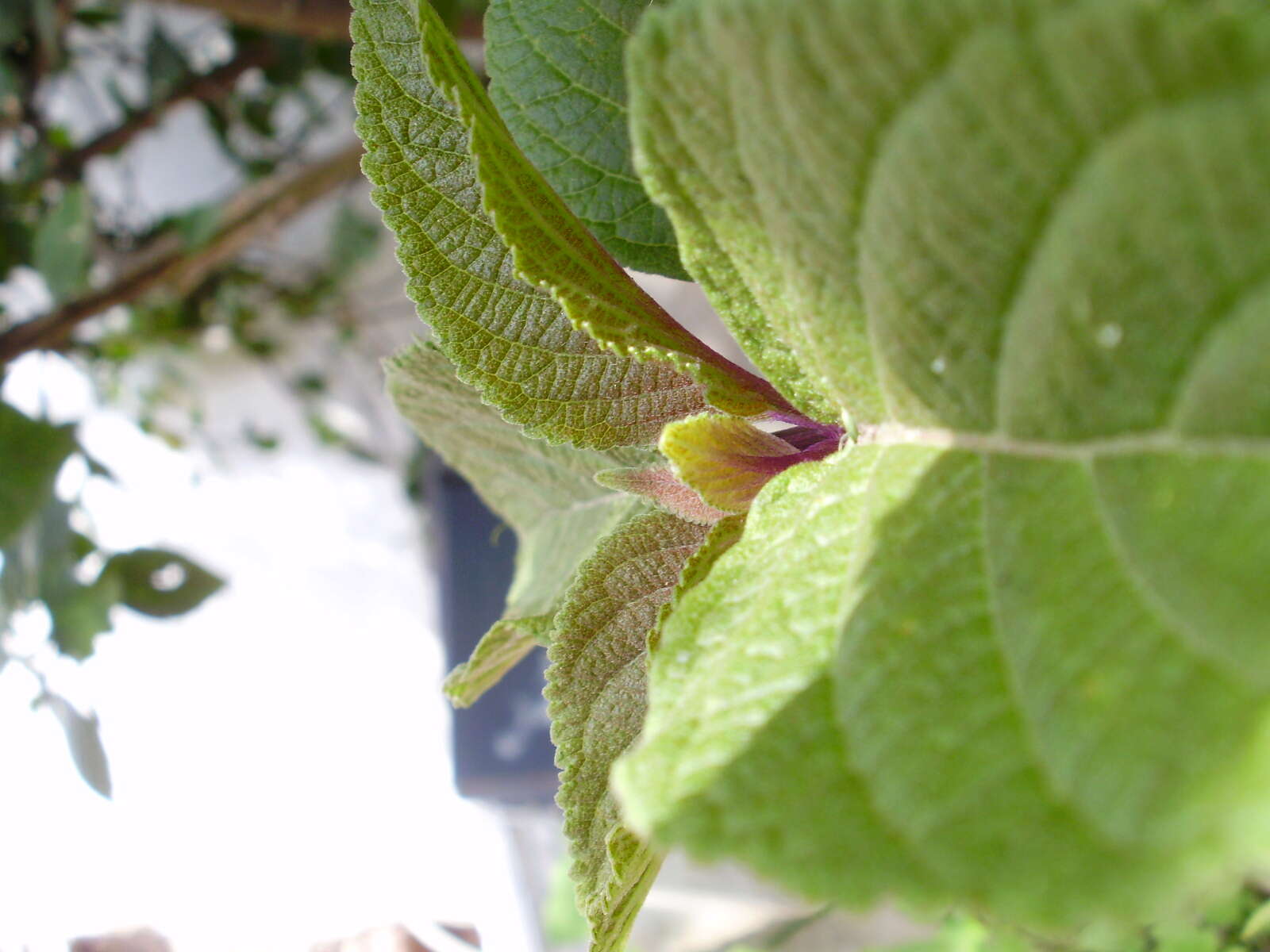 Imagem de Salvia divinorum Epling & Játiva