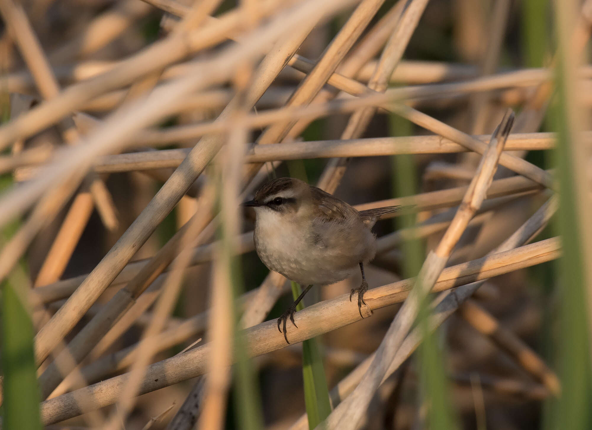 Image of Moustached Warbler