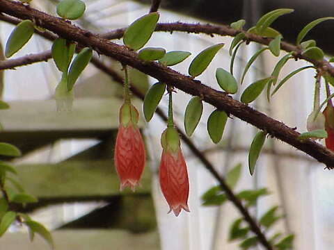 Слика од Agapetes serpens (Wight) Sleumer