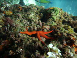 Image of red starfish