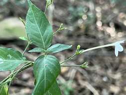 Rhinacanthus latilabiatus (K. Balkwill) I. Darbysh. resmi