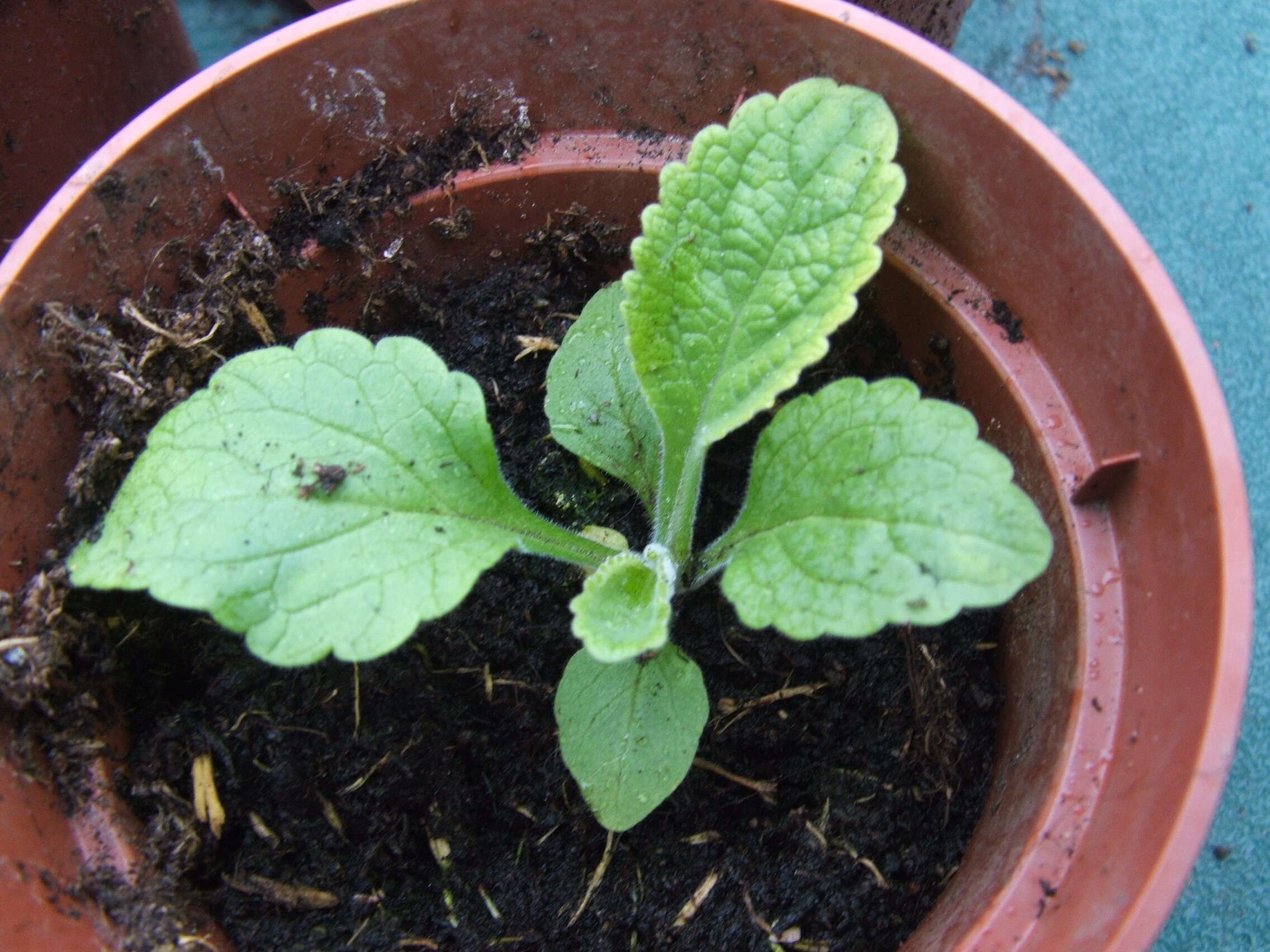 Imagem de Digitalis purpurea L.