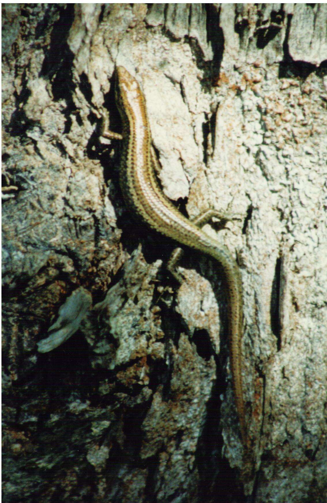 Image of Mottled Snake-eyed Skink