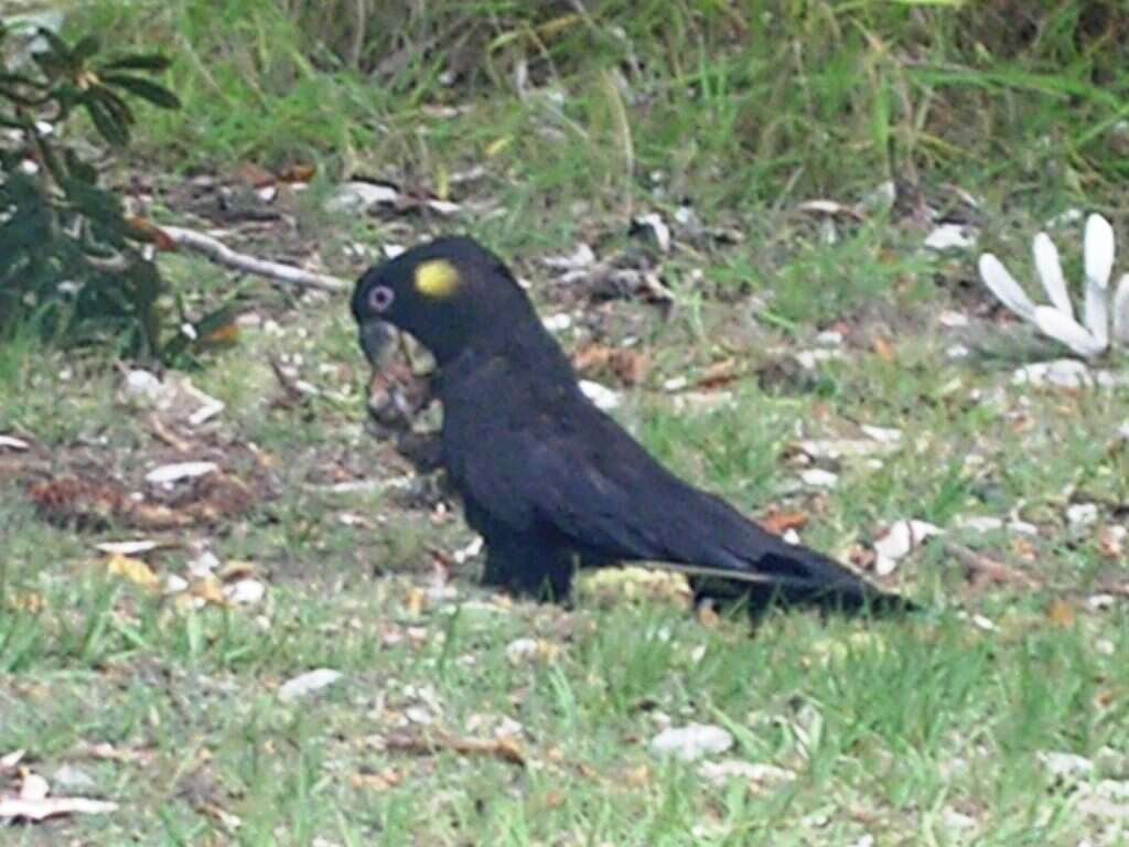 Image of Yellow-tailed Black Cockatoo