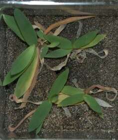 Image of western panicgrass