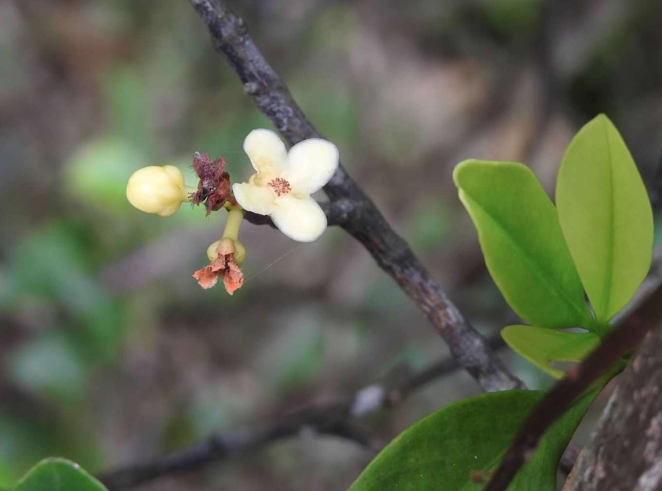 Image of Garcinia oblongifolia Champ. ex Benth.