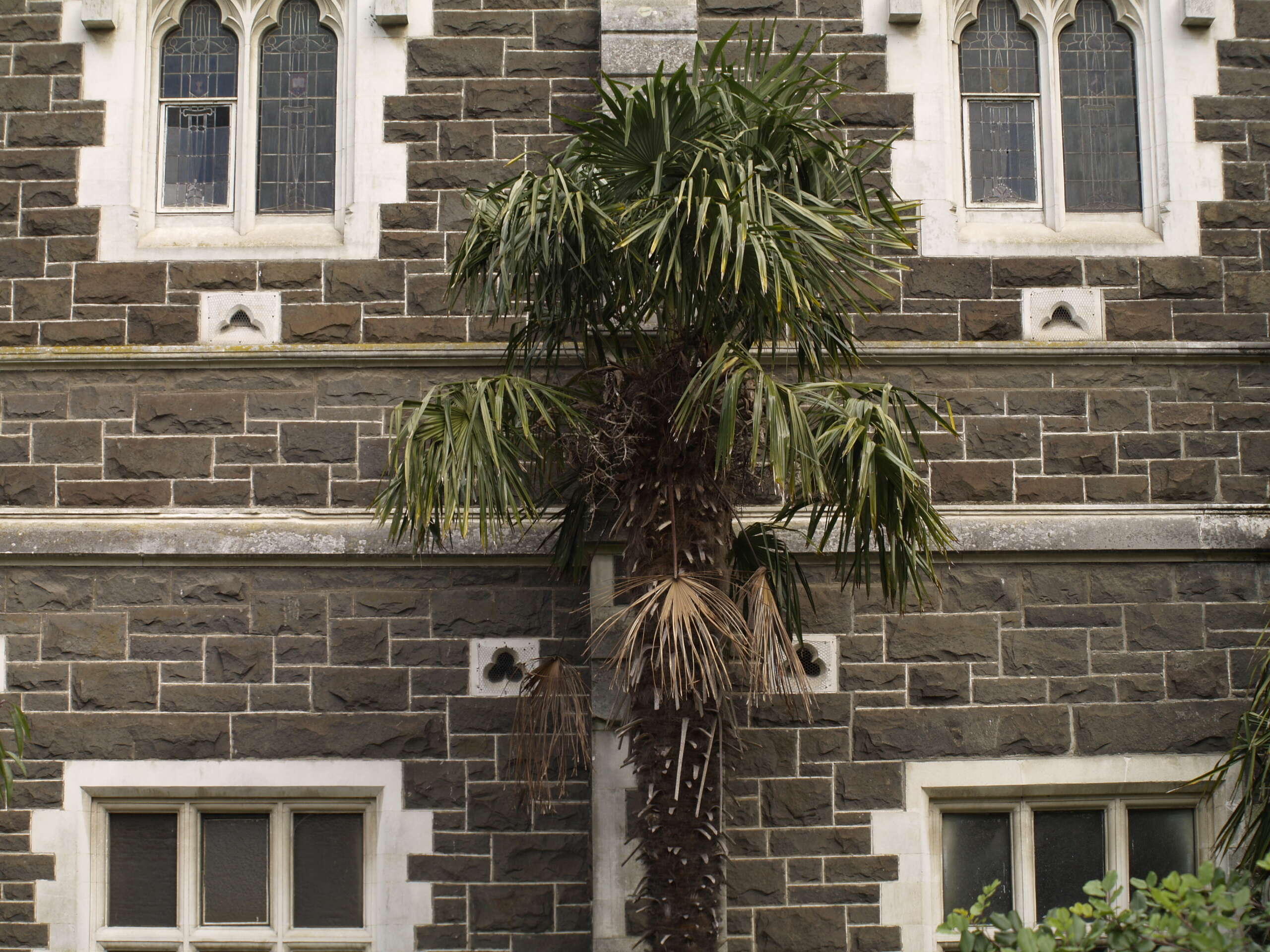 Image of fountain palm