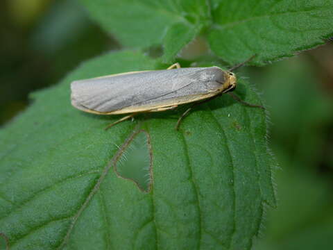 Image of common footman