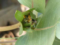 Image of Bolander's mule-ears