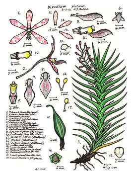 Image of Dipodium pictum (Lindl.) Rchb. fil.