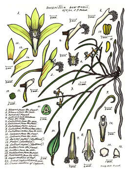 Plancia ëd Dendrobium bowmanii Benth.