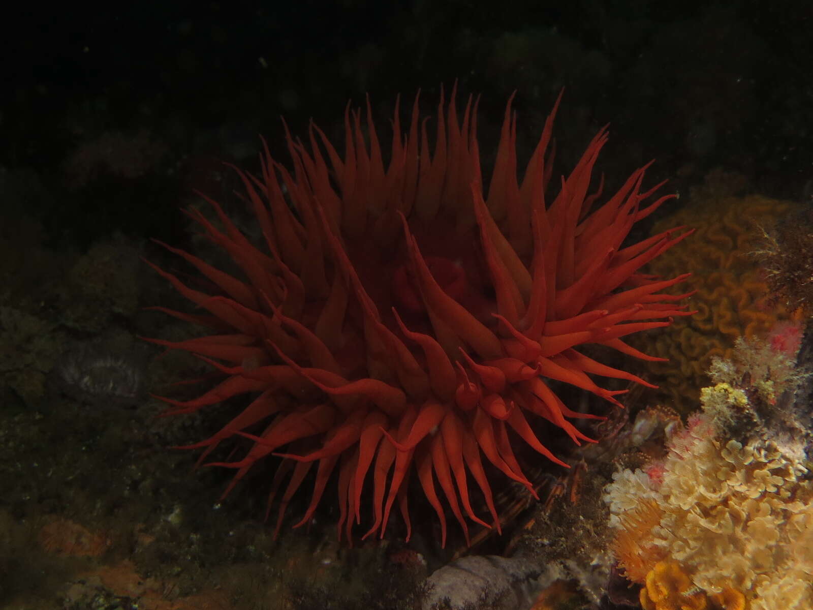 Image of False plum anemone