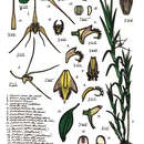 Image of Blotched gemini orchid