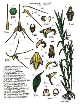 Imagem de Dendrobium baileyi F. Muell.