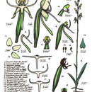 Image of Green-hooded rein orchid