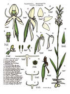 Image of Common rein orchid