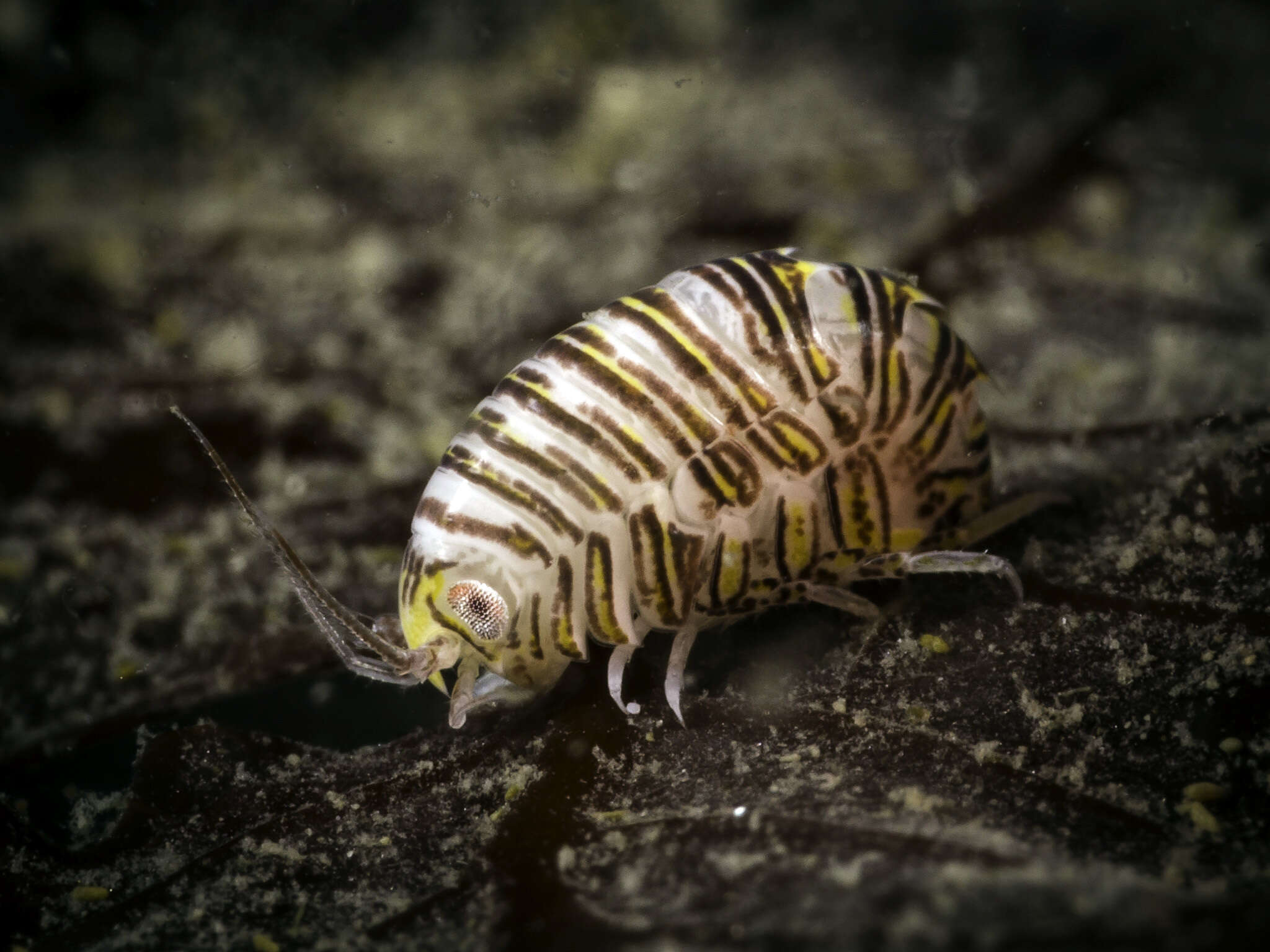 Image of Iphimedia obesa Rathke 1843