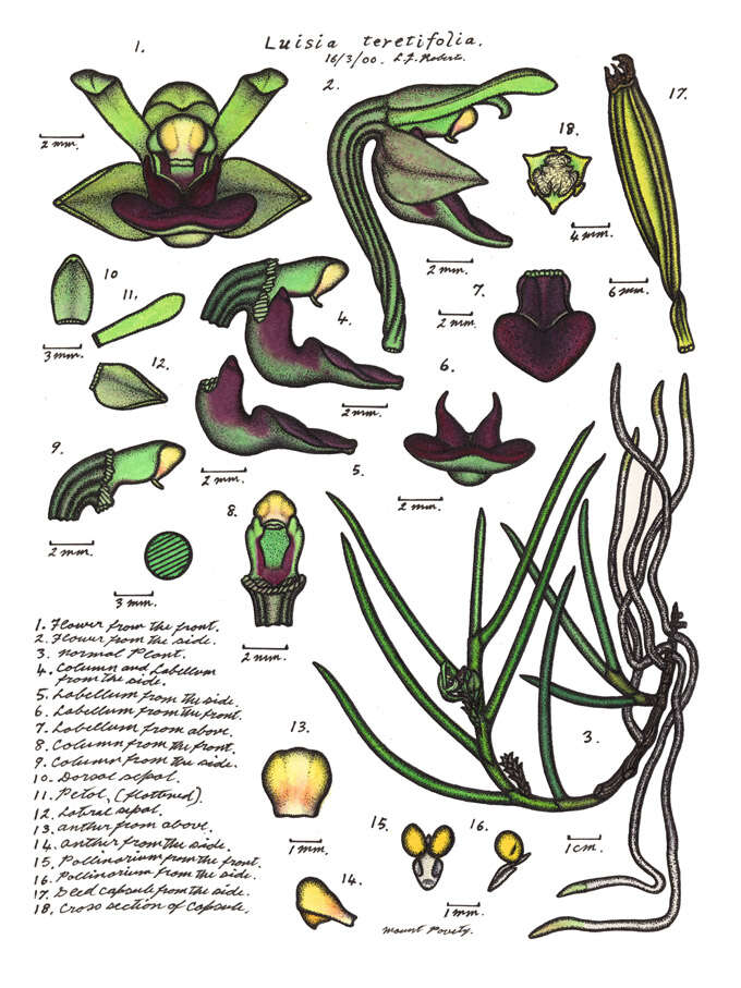 Imagem de Luisia tristis (G. Forst.) Hook. fil.