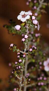 Image of Rinzia orientalis Rye