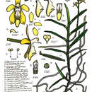 Image of Micropera fasciculata (Lindl.) Garay