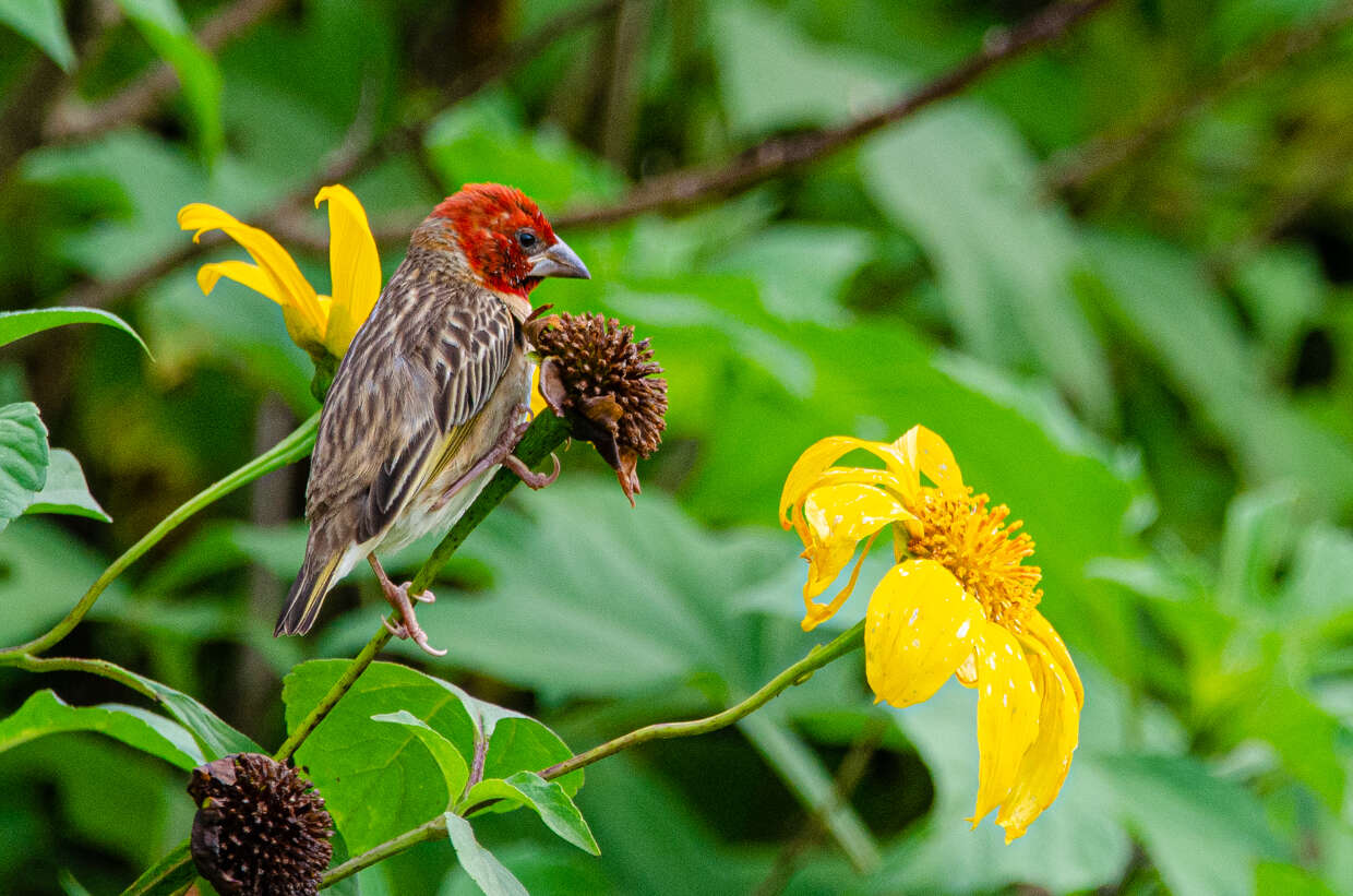 Image of Red-headed Quelea