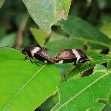 Image of <i>Largus balteatus</i>