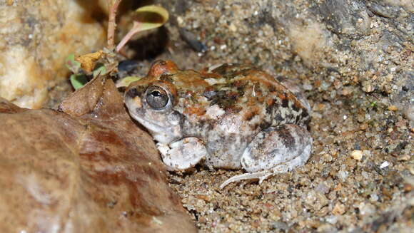 Image of Peters' four-eyed frog