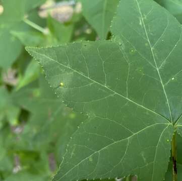 Sivun Diaspidiotus liquidambaris (Kotinsky 1903) kuva