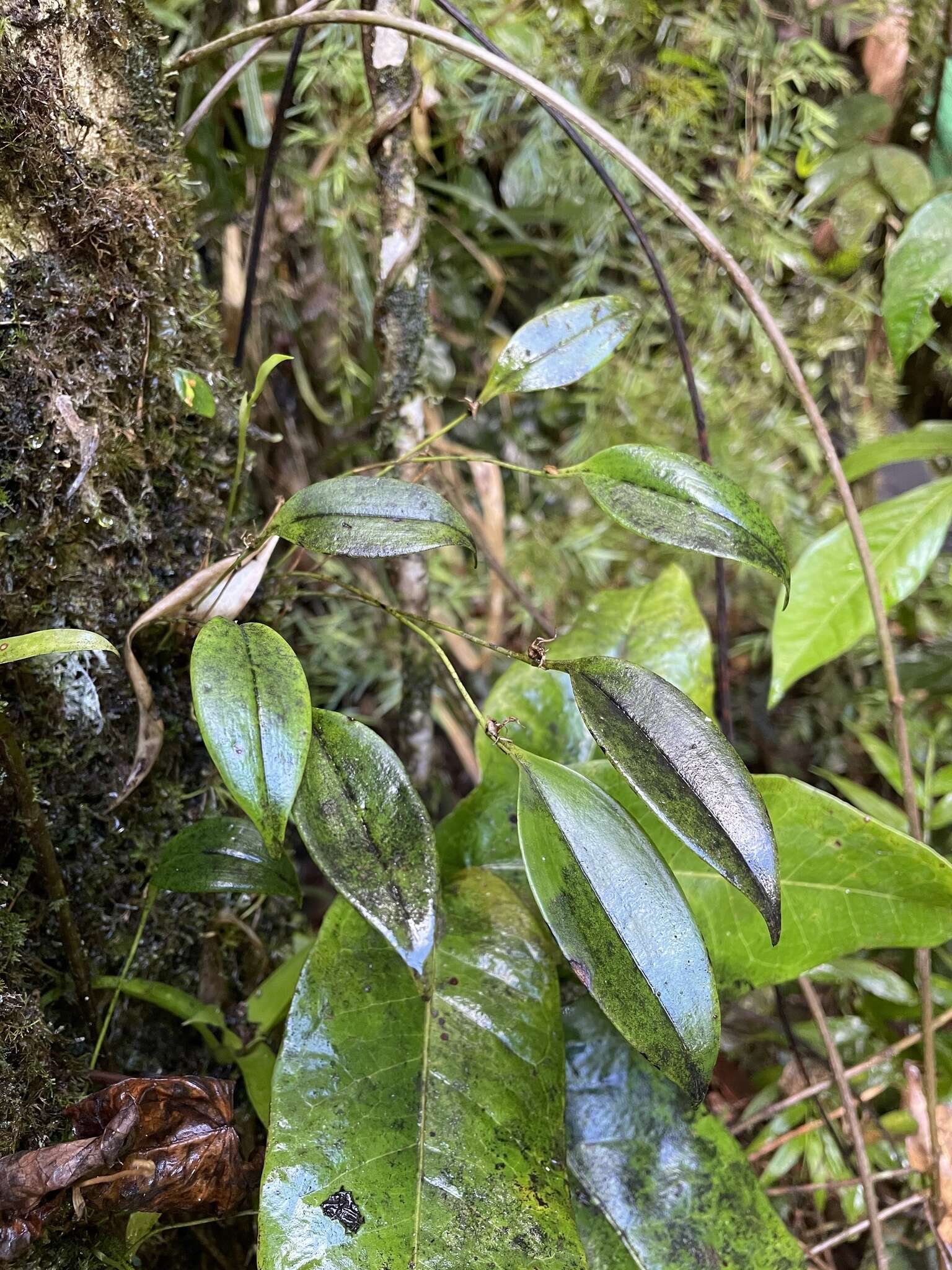 Image of Green bonnet orchid