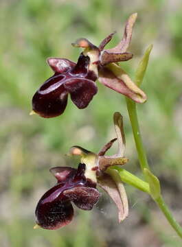 Image of <i>Ophrys aghemanii</i>