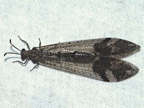 Image of Glenoleon pulchellus (Rambur 1842)
