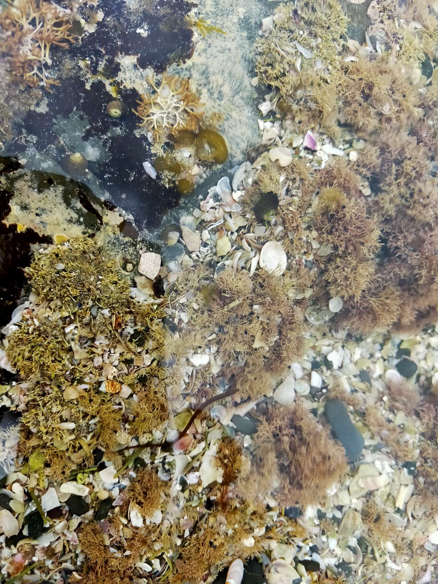 Image of Shortsnout pipefish