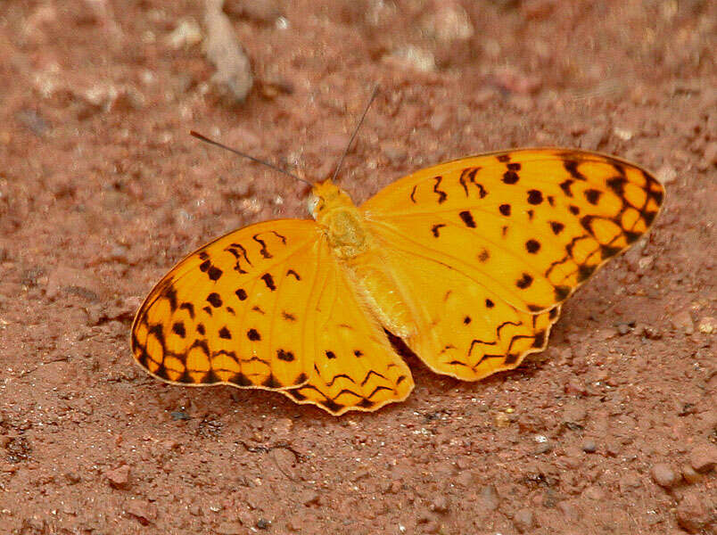 Image of Common Leopard