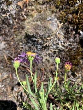 Image of leafy fleabane