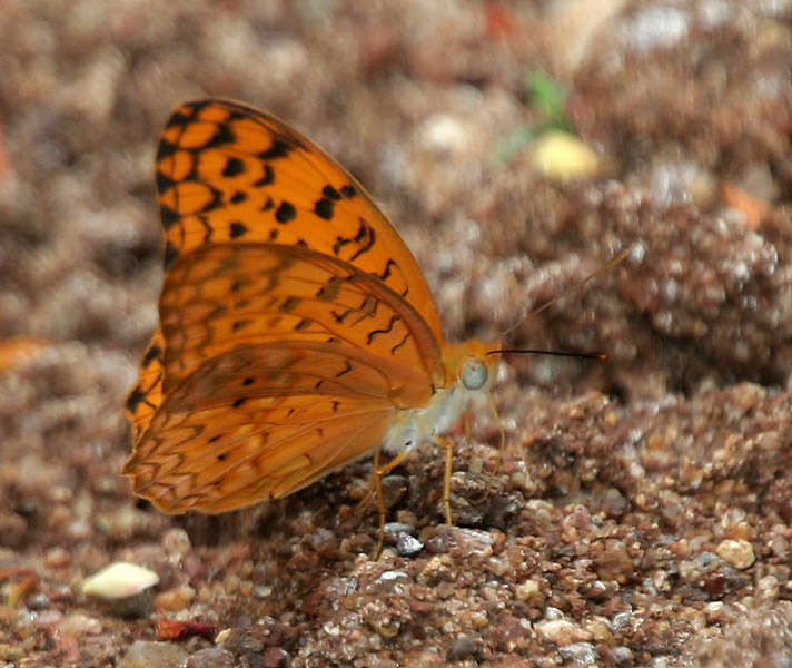 Image of Common Leopard