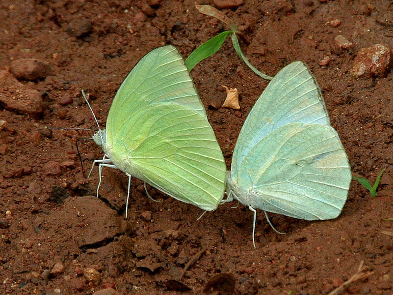 Image of Catopsilia pyranthe (Linnaeus 1758)