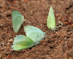 Image of Catopsilia pyranthe (Linnaeus 1758)