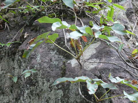 Image of Parthenocissus dalzielii Gagnepain