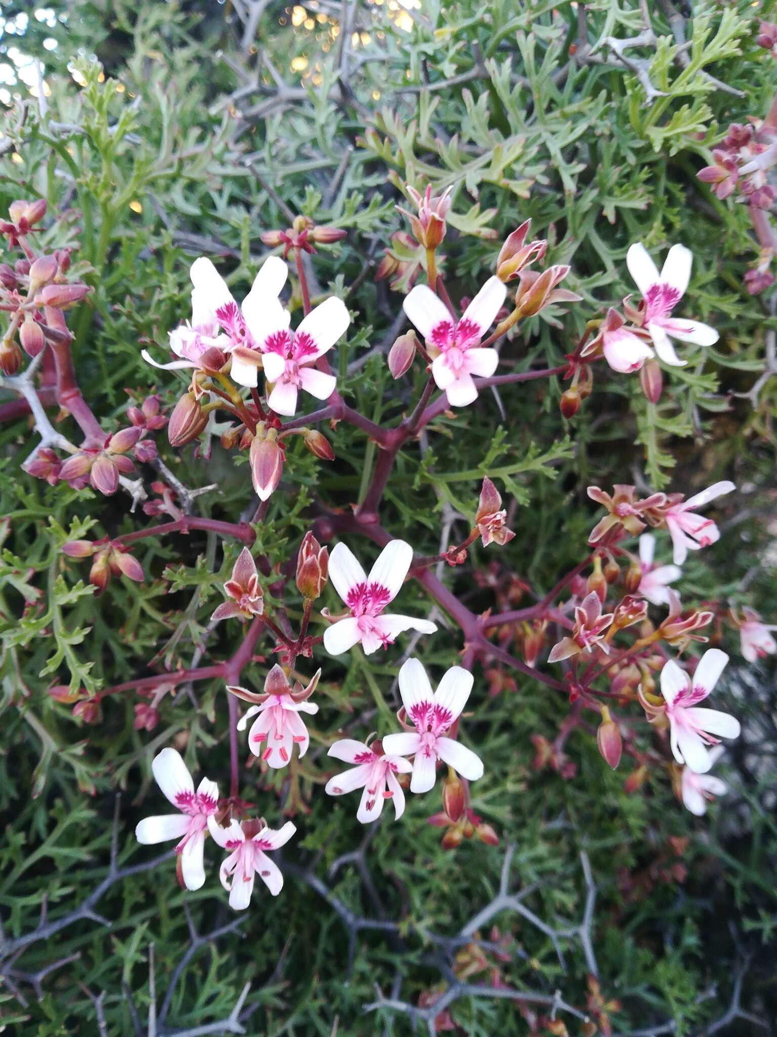 Image of Pelargonium crithmifolium J. E. Sm.