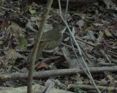 Image de Bulbul de brousse