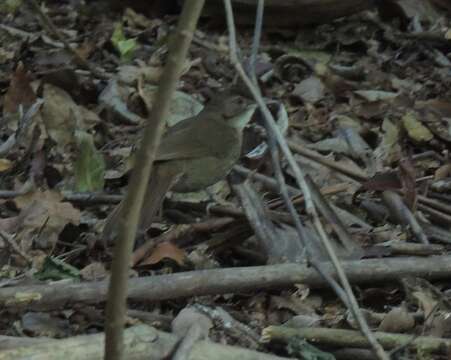 Image of Terrestrial Brownbul